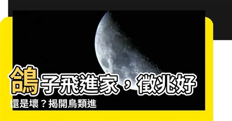 鴿子飛進家裡代表什麼|【鴿子風水】鴿子築巢、飛來家中的風水徵兆，好運還是凶。